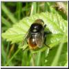 Merodon equestris - Narzissenschwebfliege 11.jpg